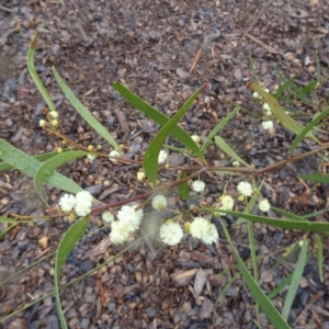 Acacia melanoxylon at Molonglo Valley, ACT - 15 Sep 2016 10:54 AM