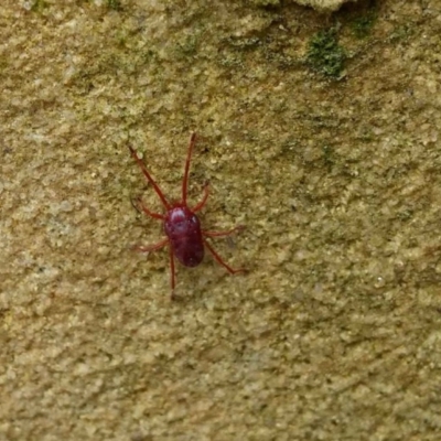 Rainbowia sp. (genus) (A mite) at Queanbeyan West, NSW - 30 Sep 2016 by Speedsta