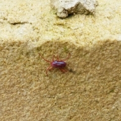 Rainbowia sp. (genus) at Queanbeyan West, NSW - 1 Oct 2016 12:00 AM