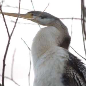 Anhinga novaehollandiae at Canberra, ACT - 30 Jul 2016