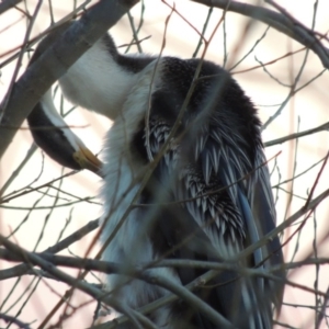 Anhinga novaehollandiae at Canberra, ACT - 30 Jul 2016