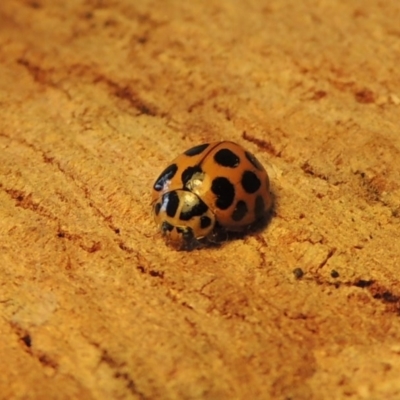 Harmonia conformis (Common Spotted Ladybird) at Conder, ACT - 4 Oct 2015 by MichaelBedingfield