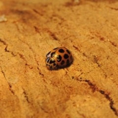 Harmonia conformis at Conder, ACT - 4 Oct 2015