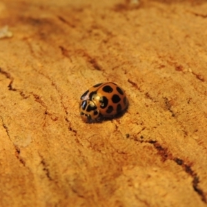 Harmonia conformis at Conder, ACT - 4 Oct 2015 10:55 AM