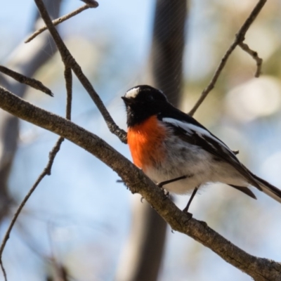 Petroica boodang (Scarlet Robin) at Mulligans Flat - 1 Oct 2016 by CedricBear