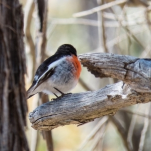 Petroica boodang at Sutton, NSW - 2 Oct 2016 10:29 AM