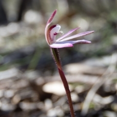 Caladenia fuscata (Dusky Fingers) at Mulligans Flat - 1 Oct 2016 by CedricBear