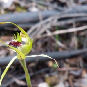 Caladenia atrovespa at Uriarra Village, ACT - suppressed