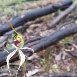 Caladenia atrovespa at Uriarra Village, ACT - suppressed