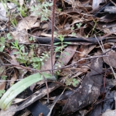 Caladenia atrovespa at Uriarra Village, ACT - suppressed