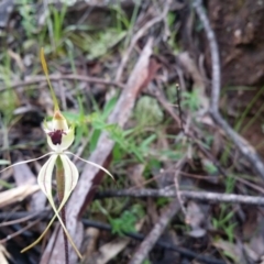 Caladenia atrovespa at Uriarra Village, ACT - suppressed