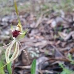 Caladenia atrovespa at Uriarra Village, ACT - suppressed