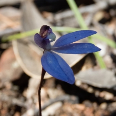 Cyanicula caerulea (Blue Fingers, Blue Fairies) at Mulligans Flat - 1 Oct 2016 by CedricBear