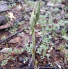 Oligochaetochilus sp. (A Rustyhood Orchid) at Uriarra Village, ACT - 1 Oct 2016 by LukeMcElhinney