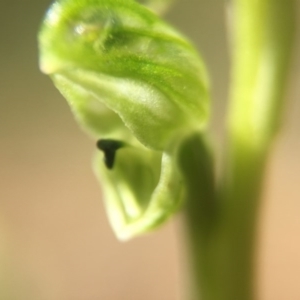 Hymenochilus cycnocephalus at Canberra Central, ACT - 2 Oct 2016