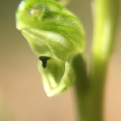 Hymenochilus cycnocephalus (Swan greenhood) at Canberra Central, ACT - 2 Oct 2016 by JasonC