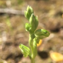 Hymenochilus cycnocephalus at Canberra Central, ACT - 2 Oct 2016