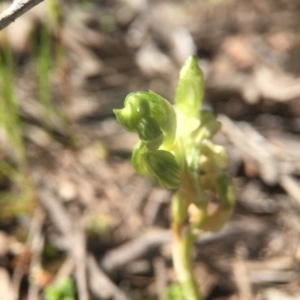 Hymenochilus cycnocephalus at Canberra Central, ACT - 2 Oct 2016