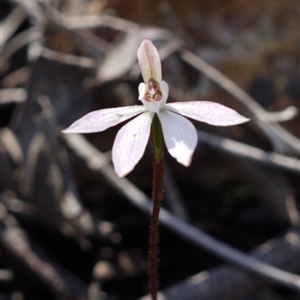 Caladenia fuscata at Point 5813 - suppressed