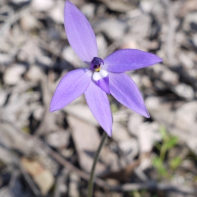 Glossodia major (Wax Lip Orchid) at Point 5813 - 1 Oct 2016 by ColinMacdonald