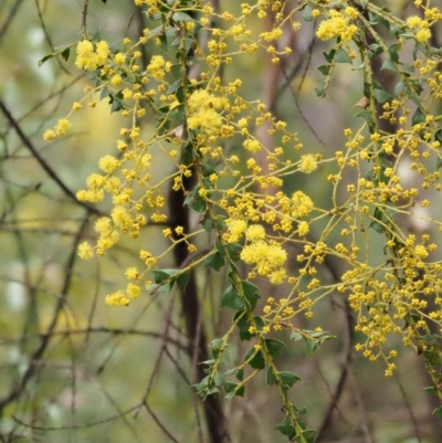 Acacia pravissima (Wedge-leaved Wattle, Ovens Wattle) at Cotter River, ACT - 24 Sep 2016 by KenT