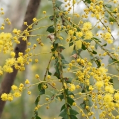 Acacia pravissima at Cotter River, ACT - 24 Sep 2016 03:15 PM