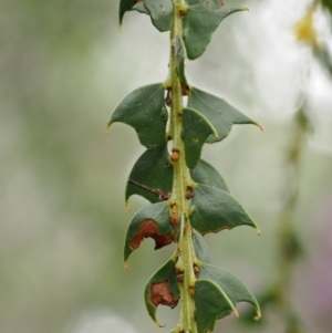 Acacia pravissima at Cotter River, ACT - 24 Sep 2016