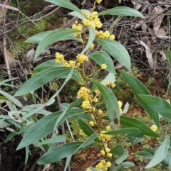 Acacia rubida (Red-stemmed Wattle, Red-leaved Wattle) at Cotter River, ACT - 23 Sep 2016 by KenT