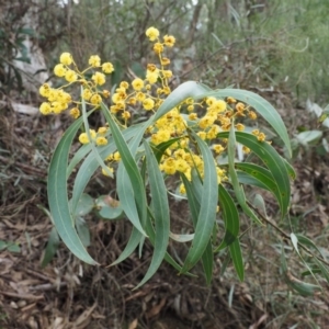 Acacia rubida at Cotter River, ACT - 24 Sep 2016 08:12 AM