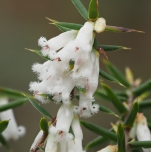 Leucopogon fletcheri subsp. brevisepalus at Cotter River, ACT - 24 Sep 2016