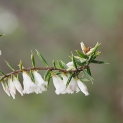 Leucopogon fletcheri subsp. brevisepalus at Cotter River, ACT - 24 Sep 2016