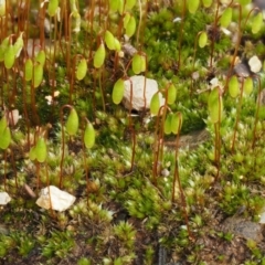 Rosulabryum sp. (A moss) at Cotter River, ACT - 24 Sep 2016 by KenT