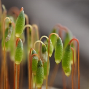 Rosulabryum sp. at Cotter River, ACT - 24 Sep 2016