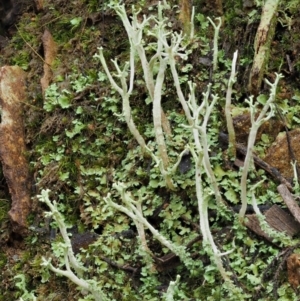 Cladonia sp. (genus) at Cotter River, ACT - 24 Sep 2016 09:11 AM