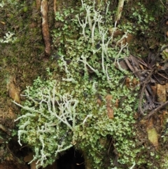 Cladonia sp. (genus) at Cotter River, ACT - 24 Sep 2016