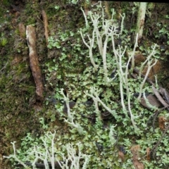 Cladonia sp. (genus) at Cotter River, ACT - 24 Sep 2016