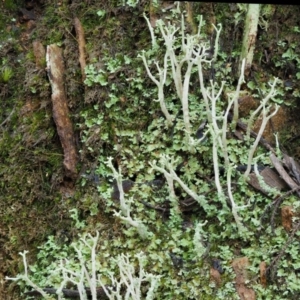 Cladonia sp. (genus) at Cotter River, ACT - 24 Sep 2016 09:11 AM