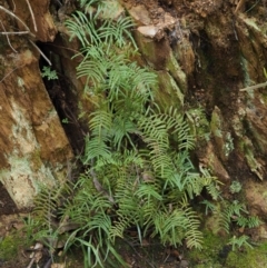 Gleichenia microphylla (Scrambling Coral Fern) at Cotter River, ACT - 23 Sep 2016 by KenT