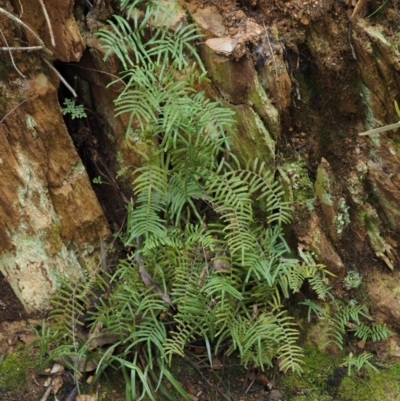 Gleichenia microphylla (Scrambling Coral Fern) at Cotter River, ACT - 23 Sep 2016 by KenT