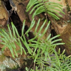 Gleichenia microphylla at Cotter River, ACT - suppressed