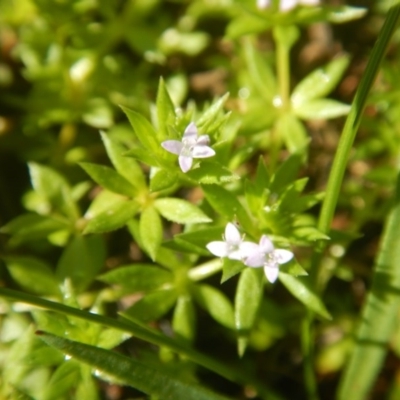 Galium murale (Small Bedstraw) at Red Hill, ACT - 1 Oct 2016 by MichaelMulvaney