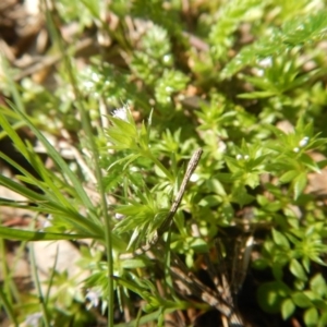 Galium murale at Red Hill, ACT - 2 Oct 2016