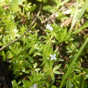 Galium murale at Red Hill, ACT - 2 Oct 2016