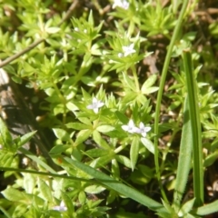 Galium murale at Red Hill, ACT - 2 Oct 2016