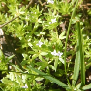 Galium murale at Red Hill, ACT - 2 Oct 2016