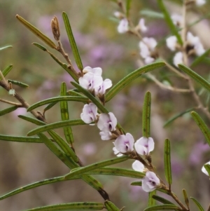 Hovea asperifolia subsp. asperifolia at Cotter River, ACT - 24 Sep 2016 03:10 PM