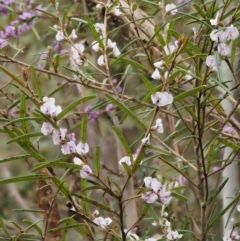 Hovea asperifolia subsp. asperifolia at Cotter River, ACT - 24 Sep 2016 03:10 PM