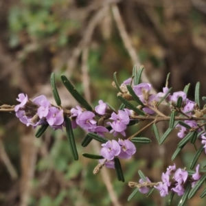 Hovea asperifolia subsp. asperifolia at Cotter River, ACT - 24 Sep 2016 03:10 PM