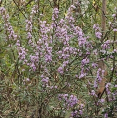 Hovea asperifolia subsp. asperifolia at Cotter River, ACT - 24 Sep 2016 03:10 PM