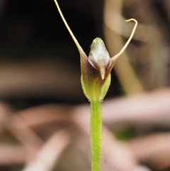 Pterostylis pedunculata (Maroonhood) at Cotter River, ACT - 24 Sep 2016 by KenT